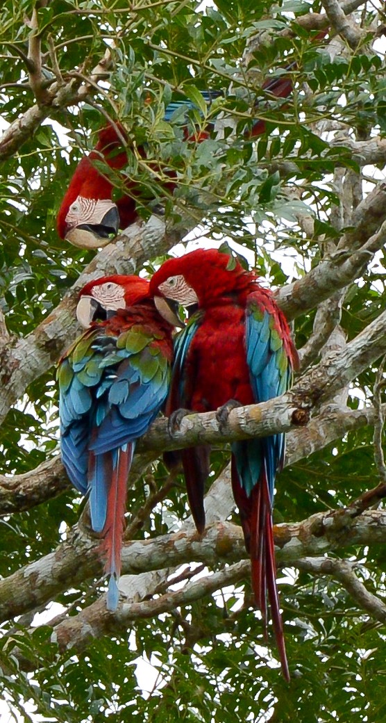 Red-and-green Macaw - Erik Martin