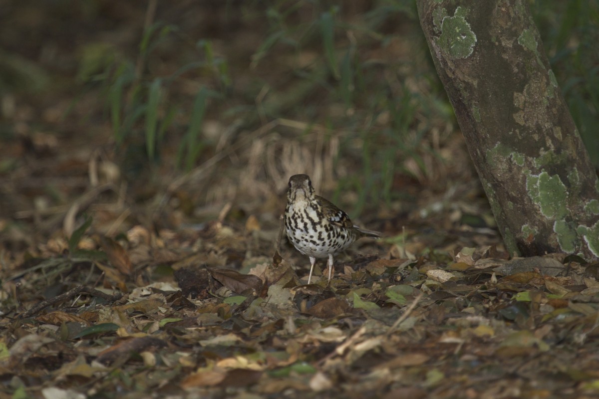 Spotted Ground-Thrush (Spotted) - ML131997691