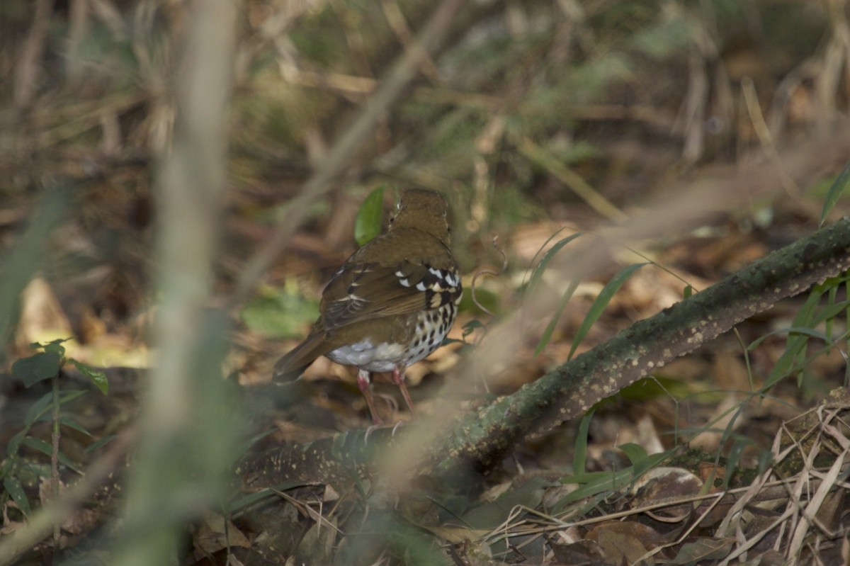 Spotted Ground-Thrush (Spotted) - ML131997851