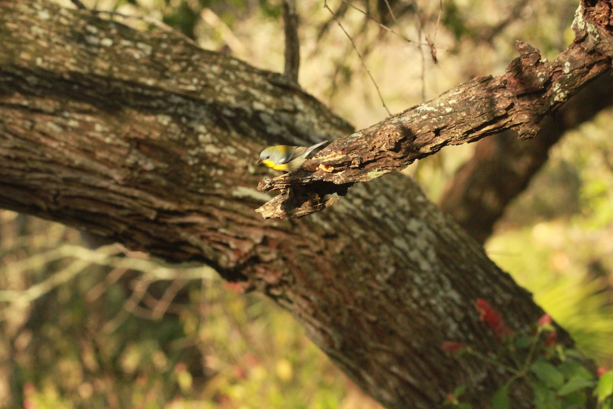 Tropical Parula - ML131997941