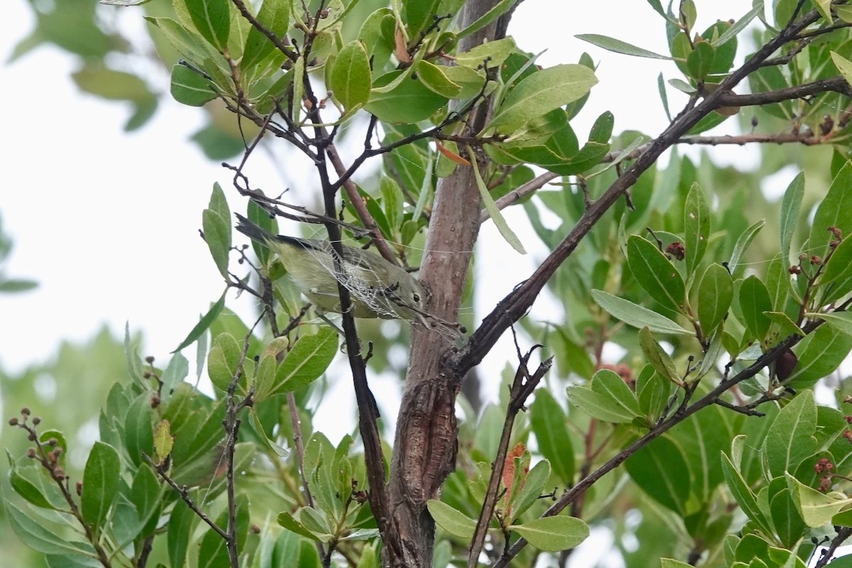 Orange-crowned Warbler - ML131998141