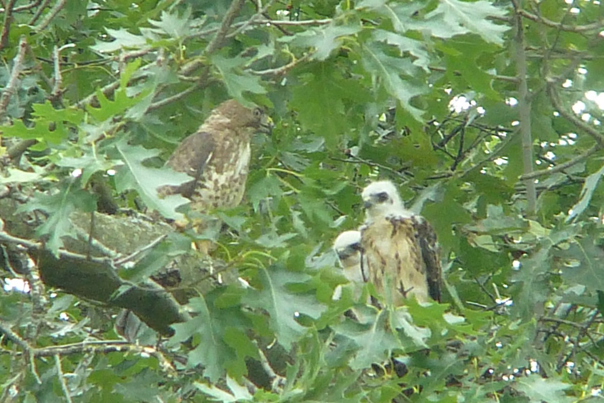 Broad-winged Hawk - ML131998341