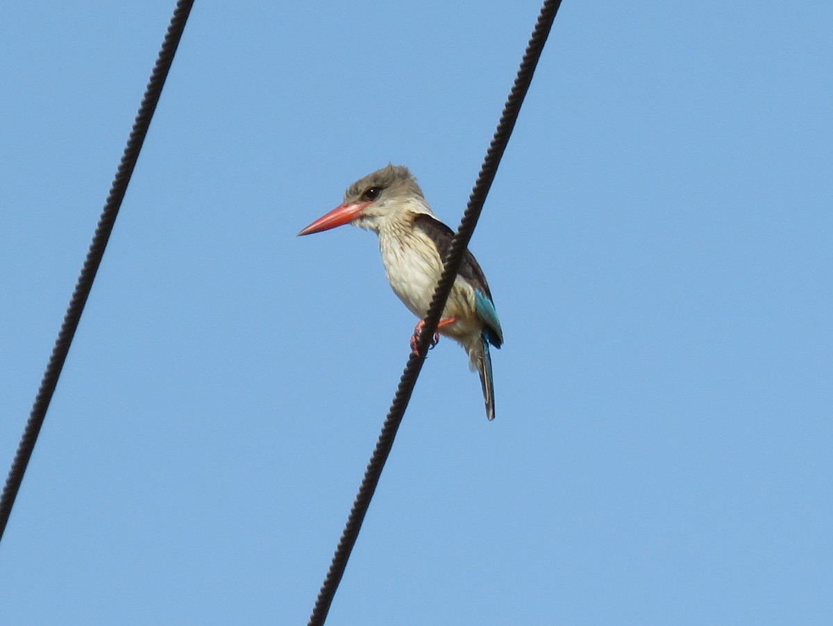 Brown-hooded Kingfisher - ML131998951