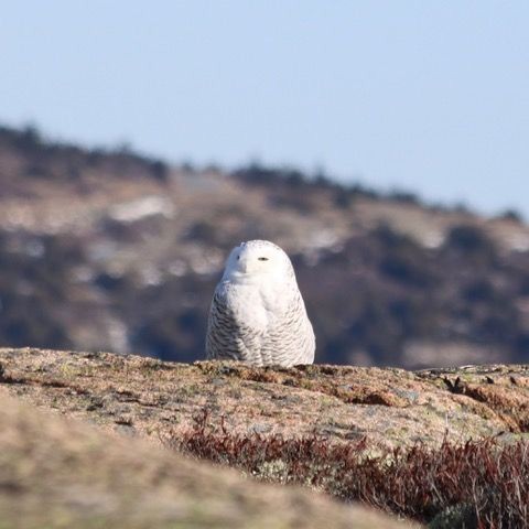 Белая сова - ML132001691