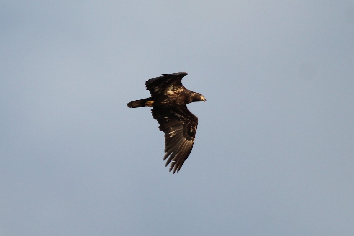 Bald Eagle - ML132001831