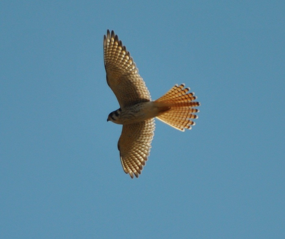 American Kestrel - ML132002511