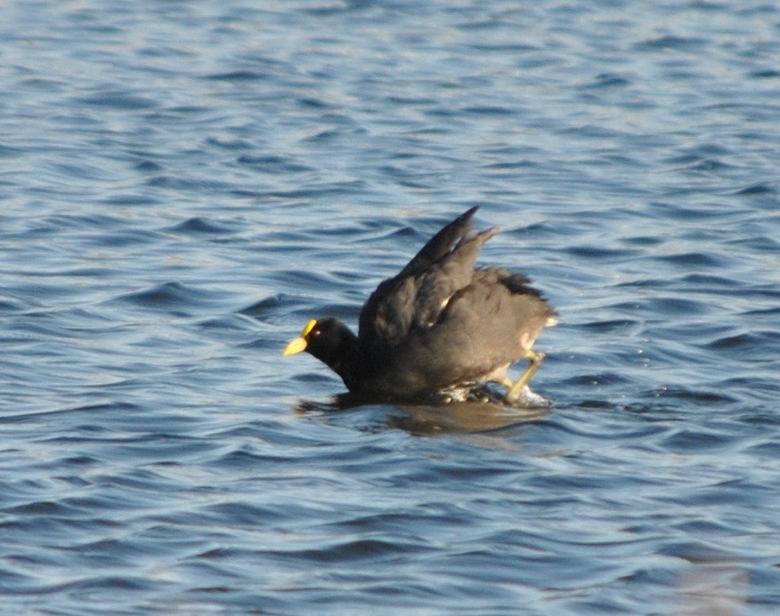 White-winged Coot - ML132002711