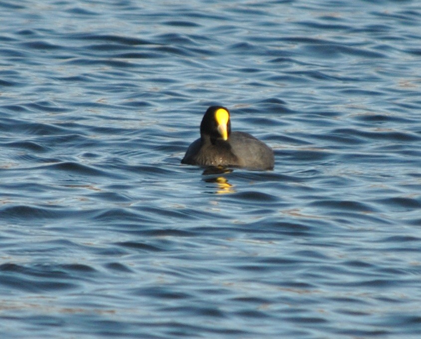 White-winged Coot - ML132002721