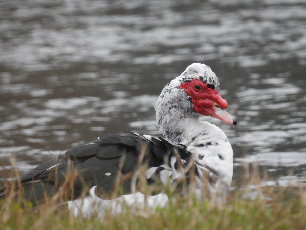 Muscovy Duck (Domestic type) - ML132003351