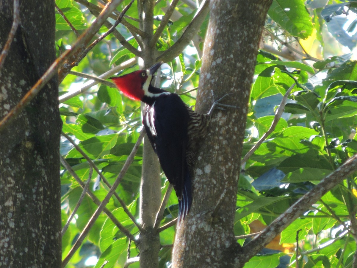 Crimson-crested Woodpecker - Paul Suchanek