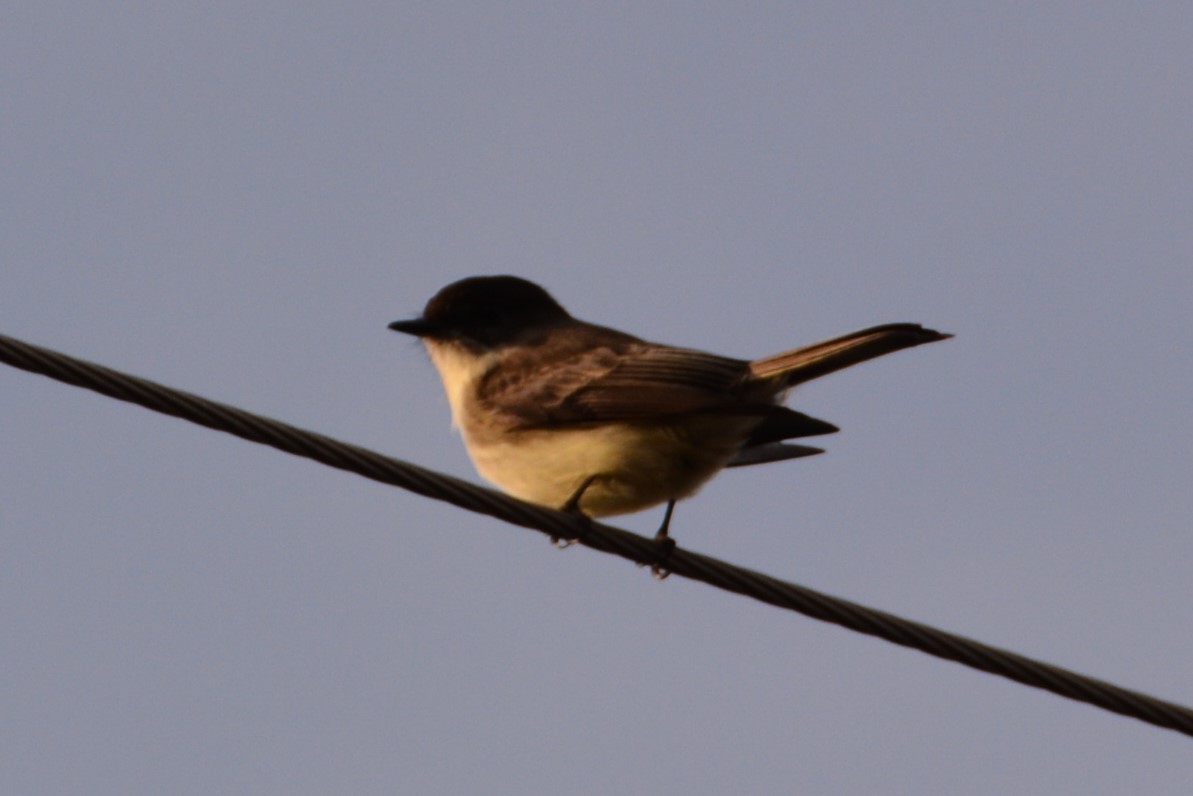 Eastern Phoebe - ML132005381