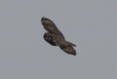 Short-eared Owl - ML132006361