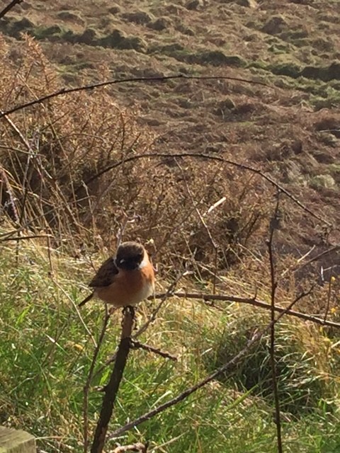 European Stonechat - ML132006641