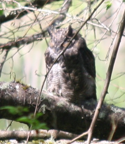 Great Horned Owl - ML132006651