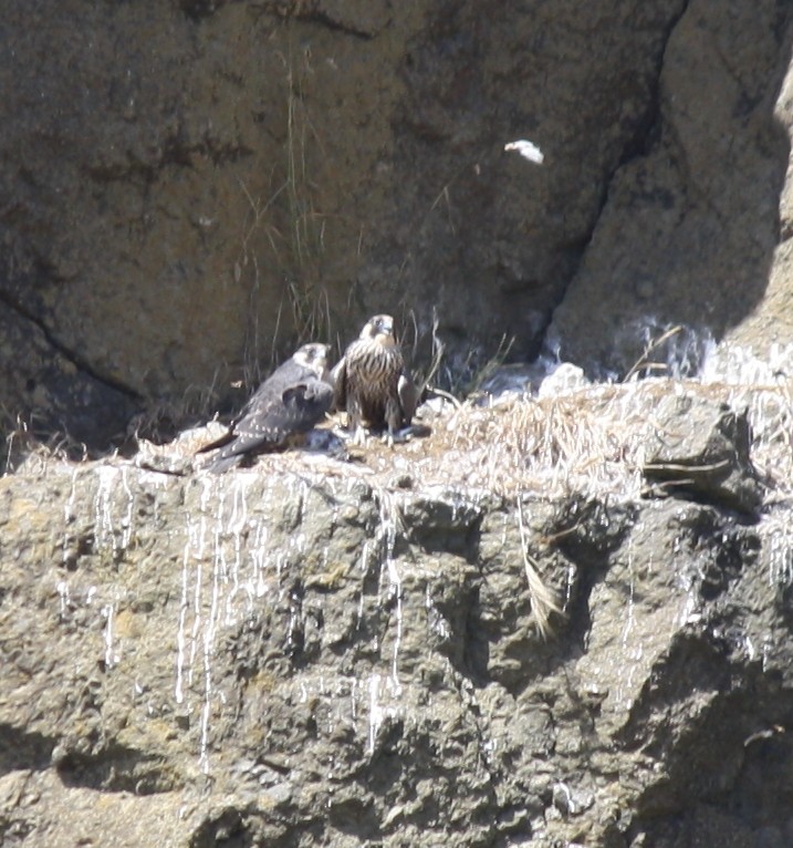 Peregrine Falcon - ML132006701