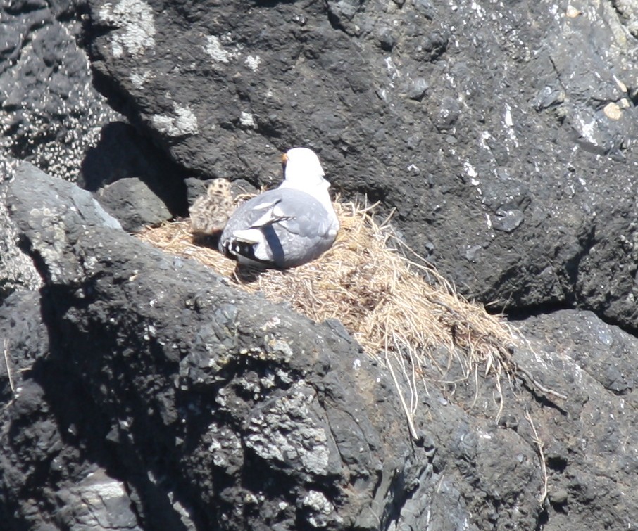 Western x Glaucous-winged Gull (hybrid) - ML132006711