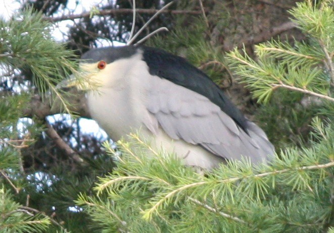Black-crowned Night Heron - ML132006721