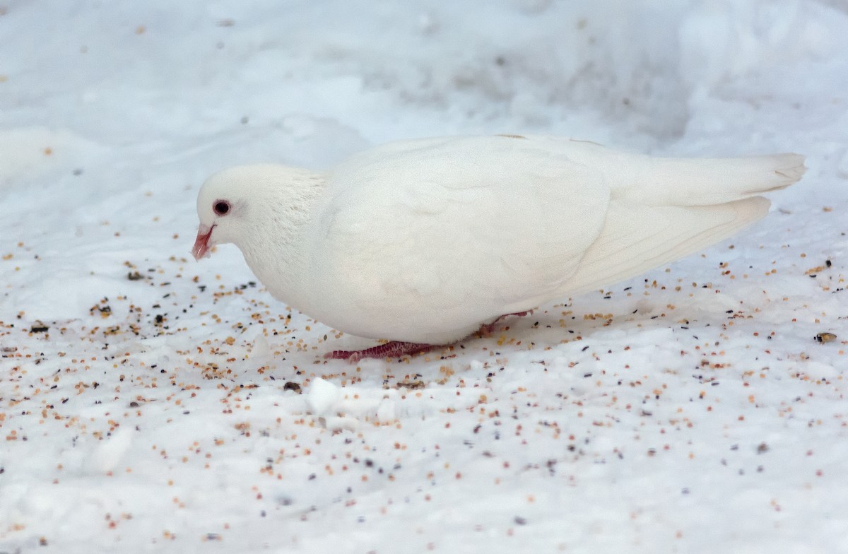 Rock Pigeon (Feral Pigeon) - Patrice St-Pierre