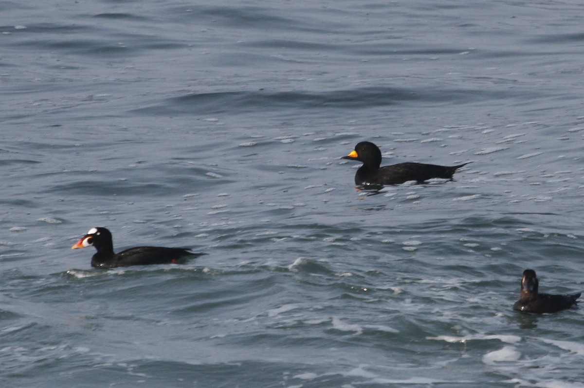 amerikasvartand - ML132009191