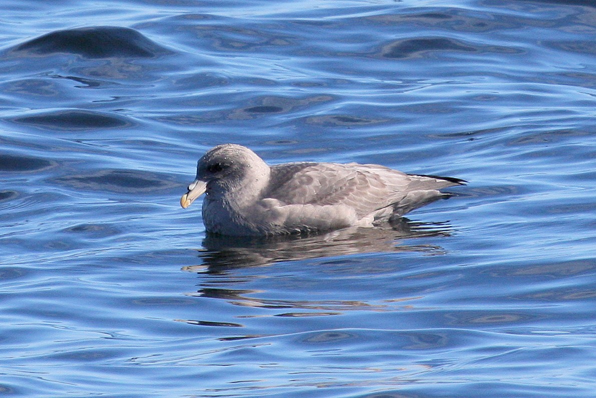 Northern Fulmar - ML132009591