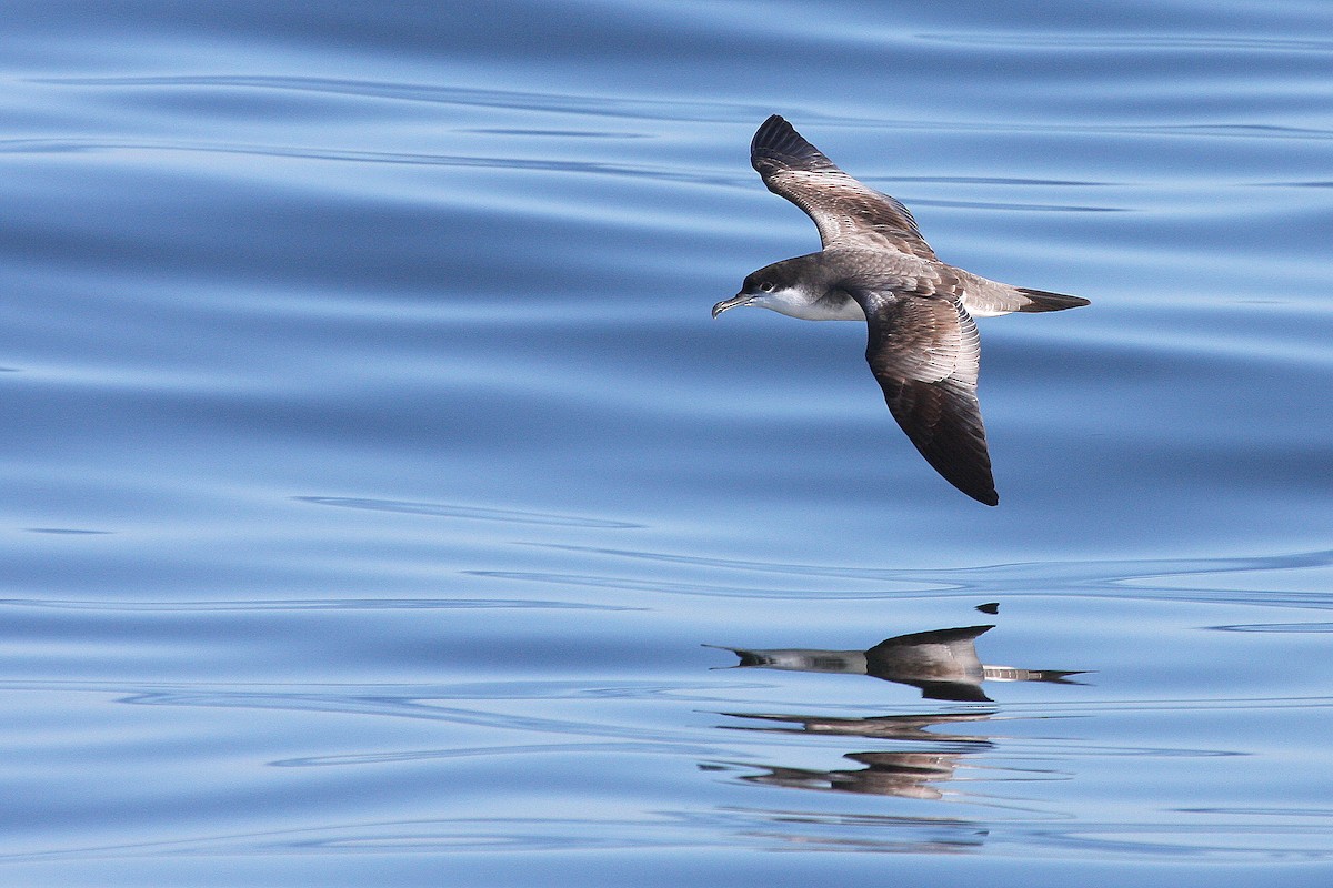 Buller's Shearwater - ML132009601