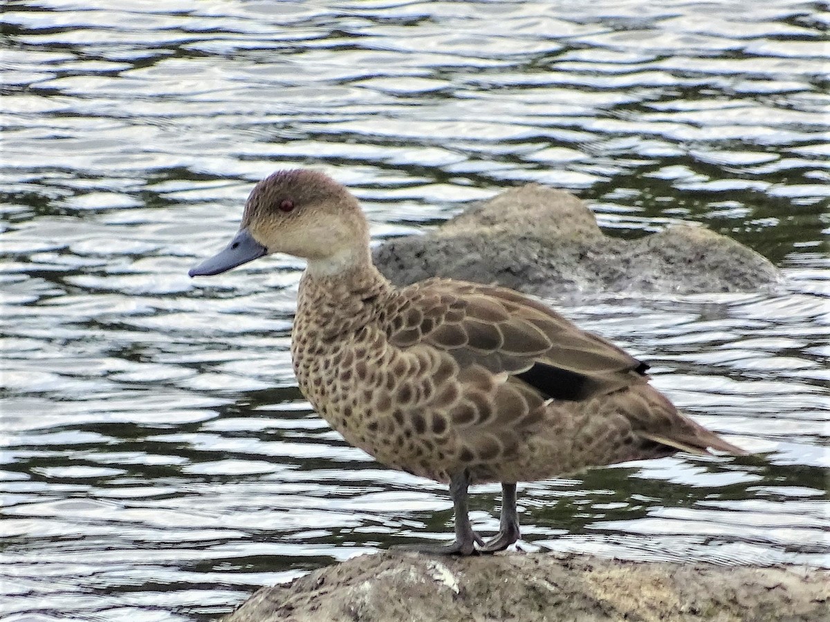 Gray Teal - ML132009731