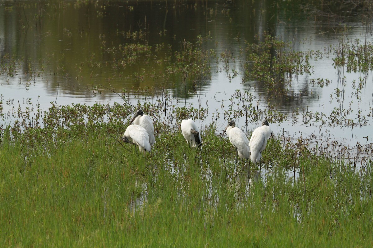 Wood Stork - ML132012121