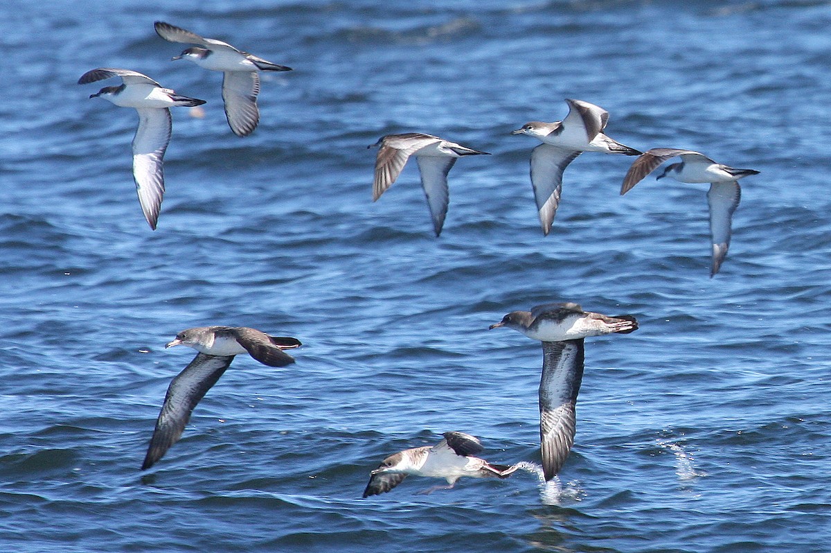 Great Shearwater - ML132012231