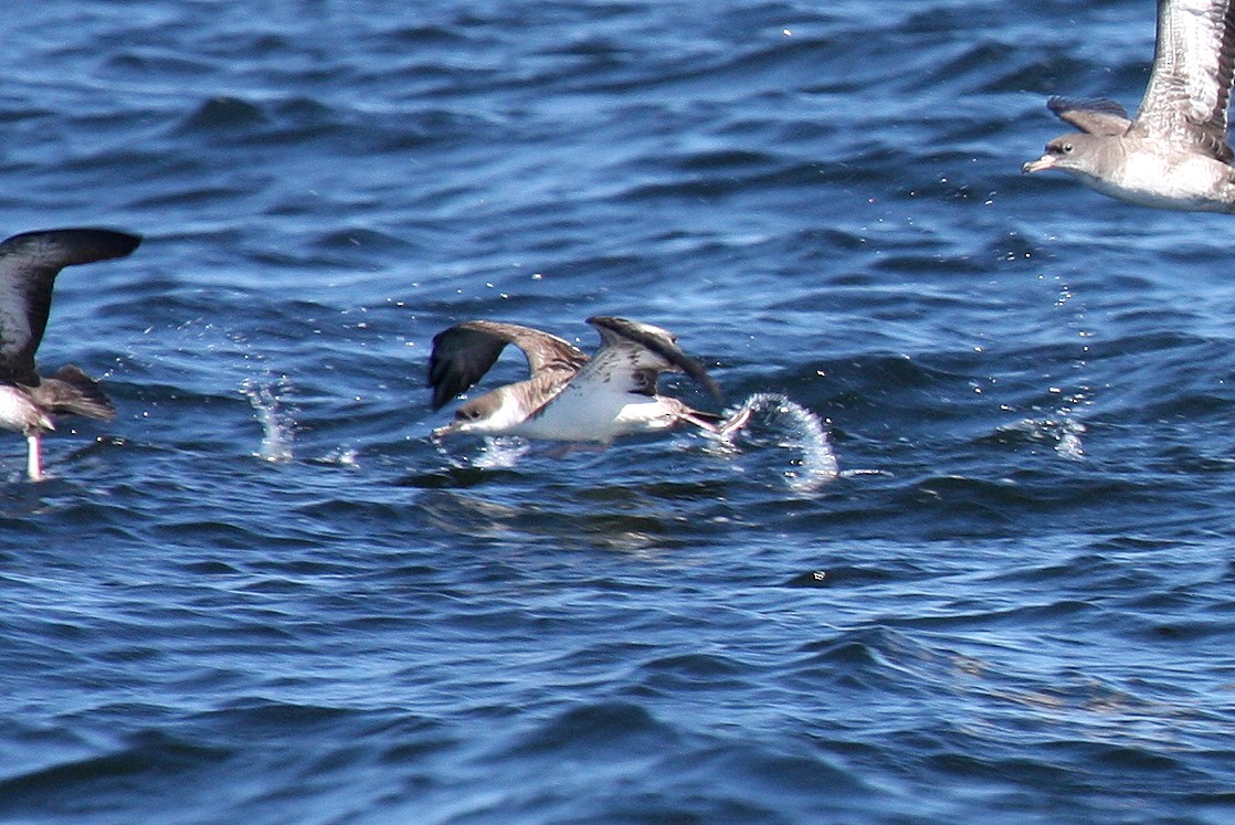 Great Shearwater - ML132012341