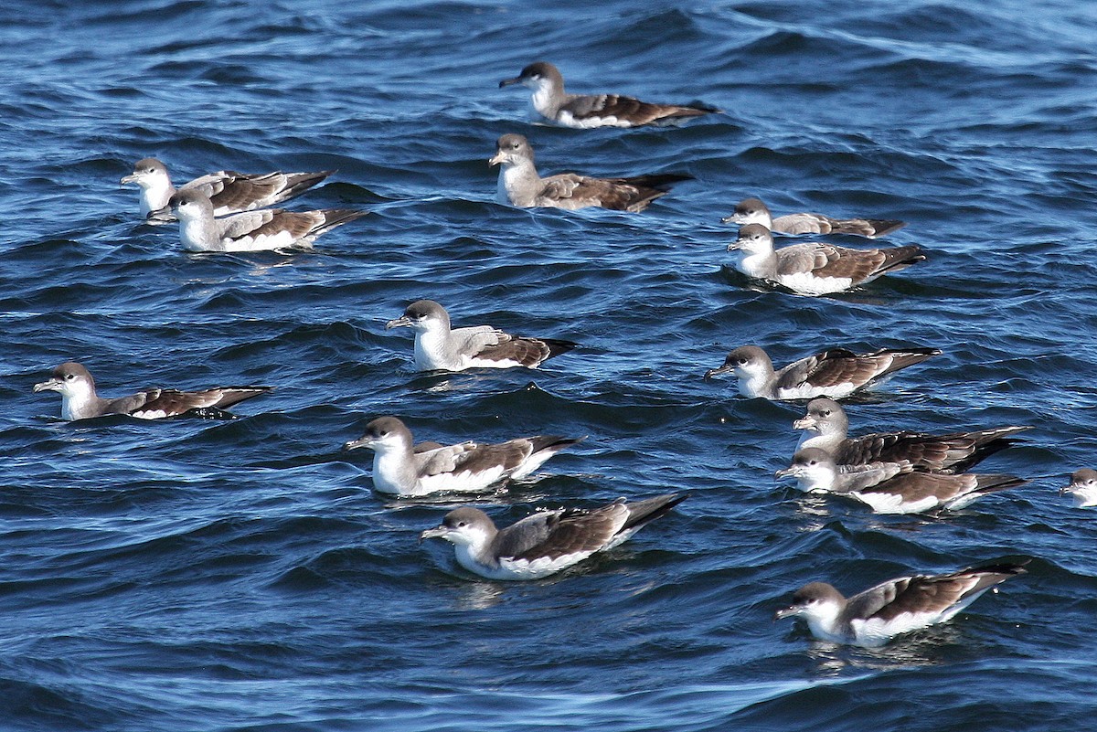 Buller's Shearwater - ML132012791