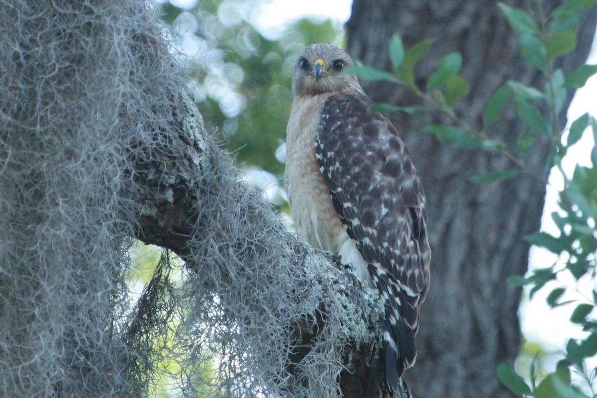 Red-shouldered Hawk - Mary Lambright