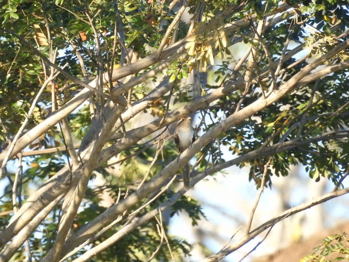 Striped Cuckoo - ML132016441