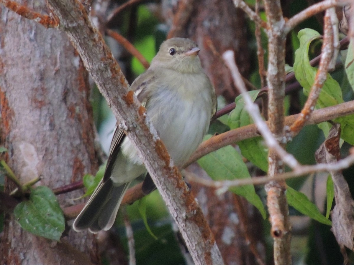 Mountain Elaenia - Paul Suchanek