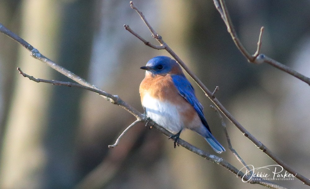 Eastern Bluebird - Debbie Parker