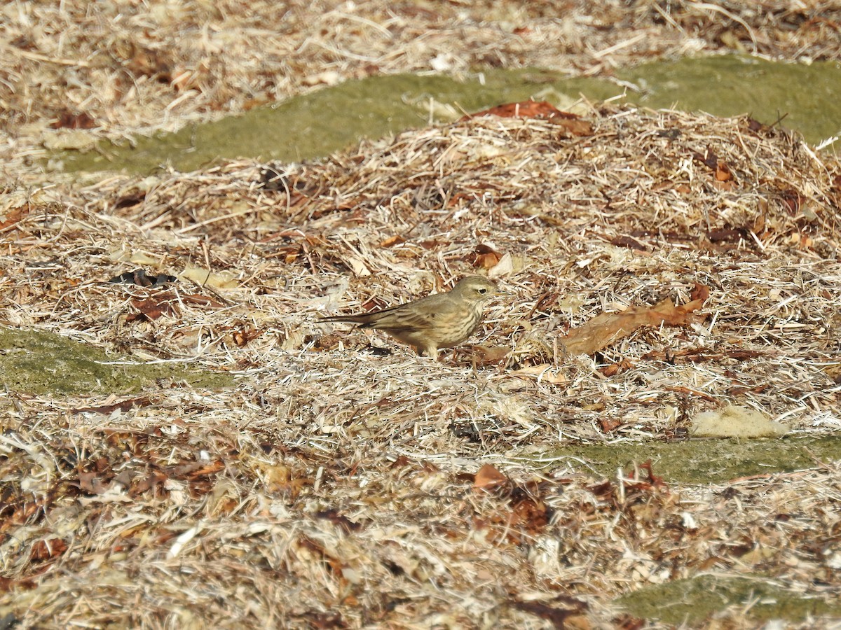 American Pipit - ML132018971