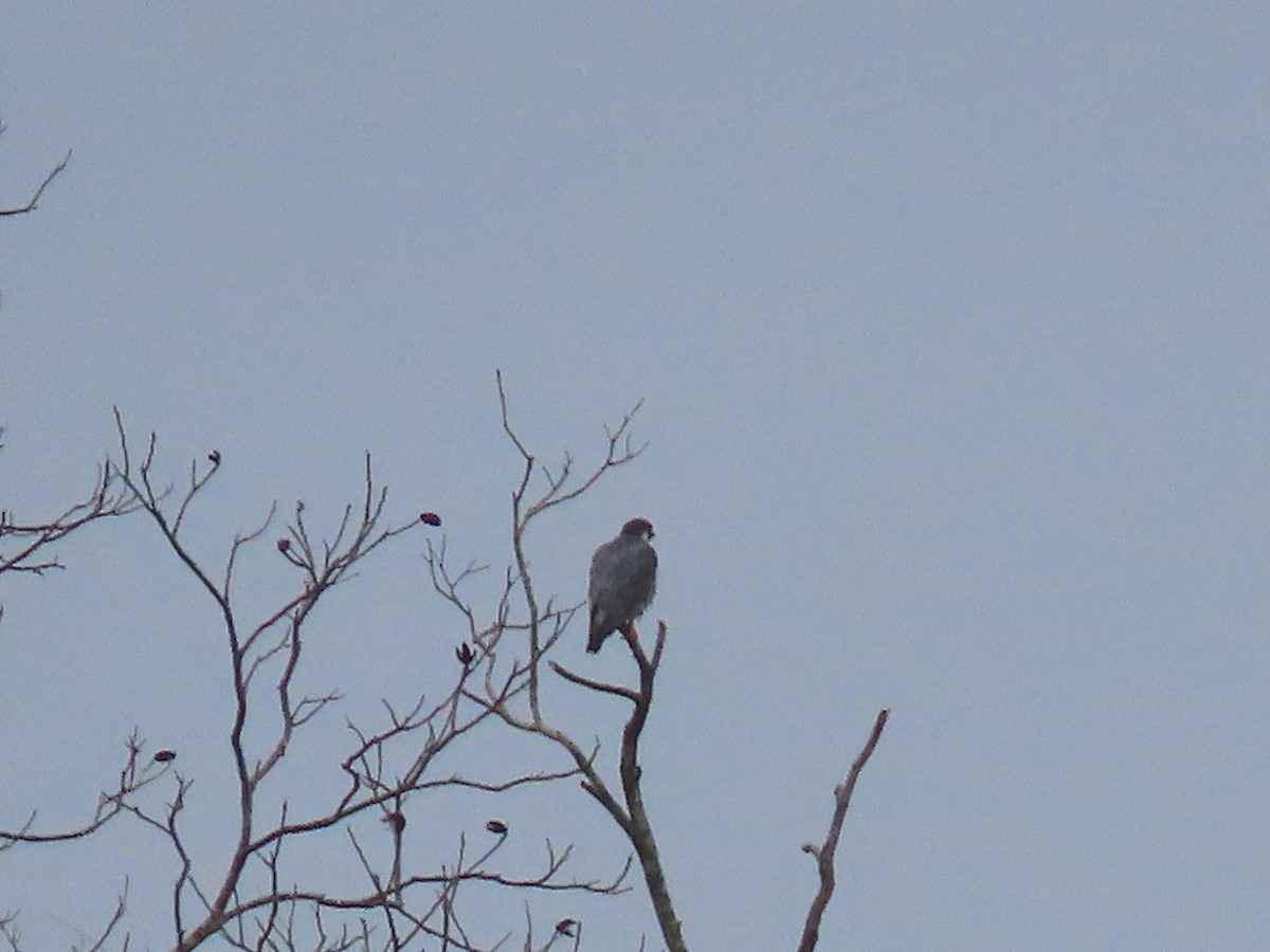 Peregrine Falcon - ML132020351