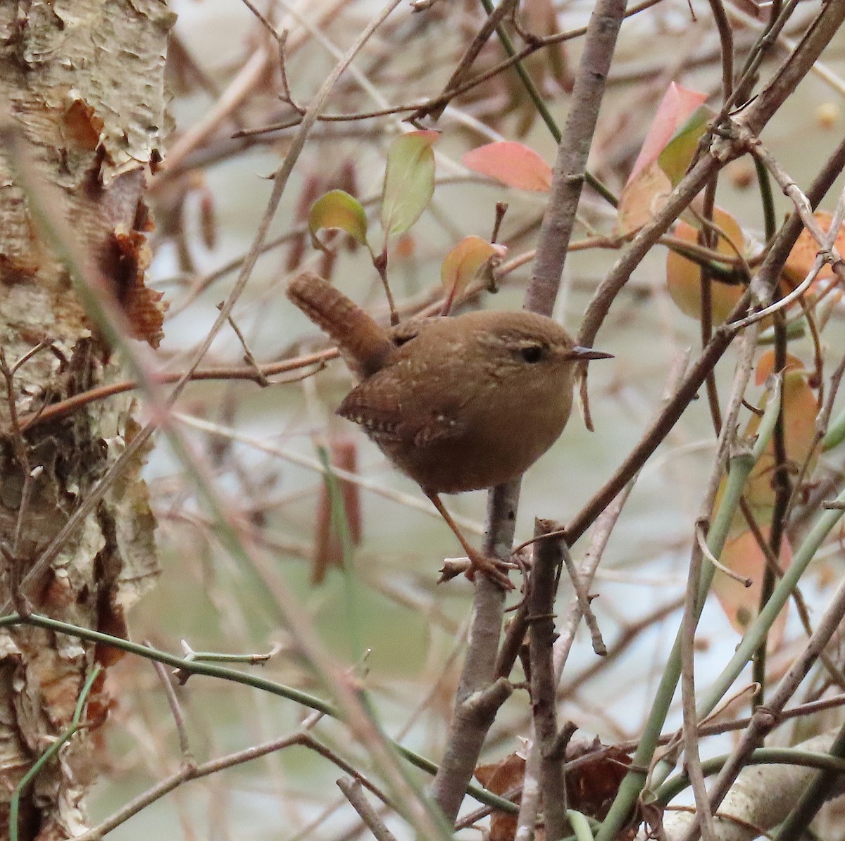 Winter Wren - ML132020371