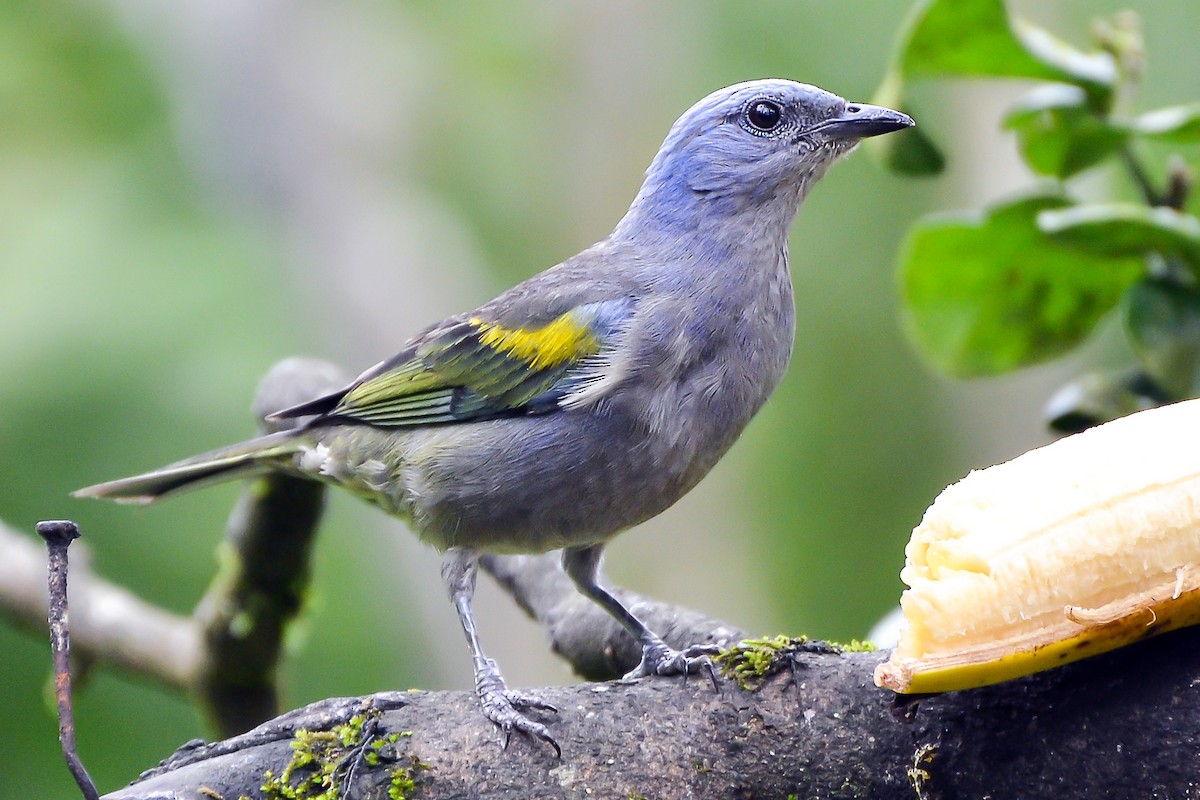 Golden-chevroned Tanager - ML132023111