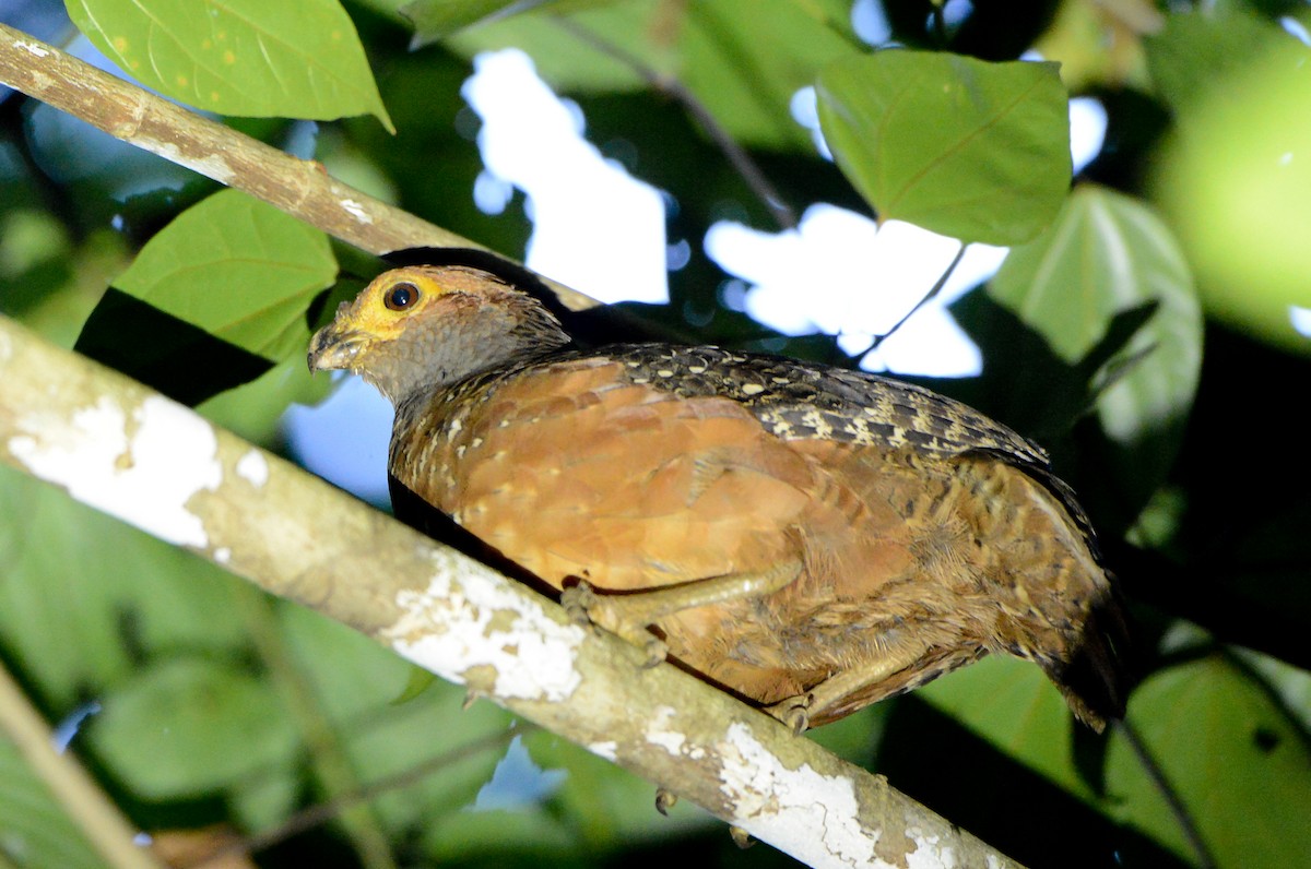 Starred Wood-Quail - ML132023801