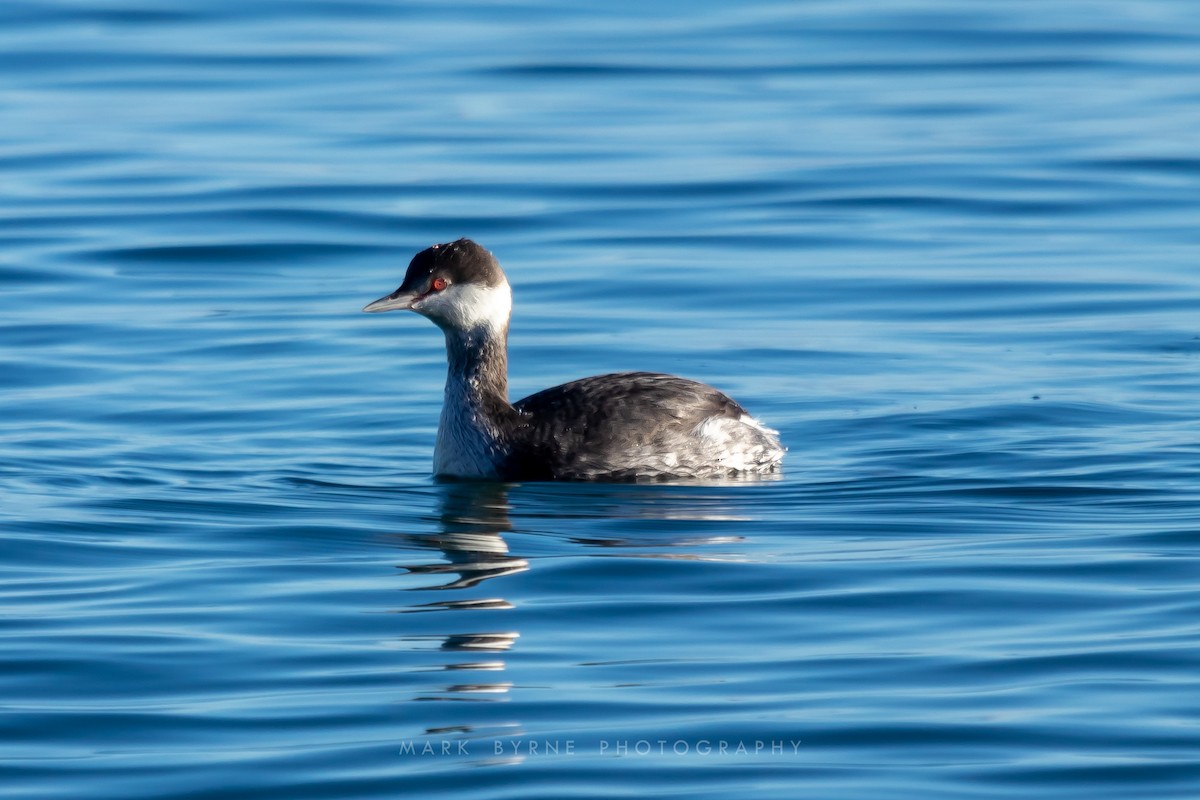 Horned Grebe - Mark Byrne