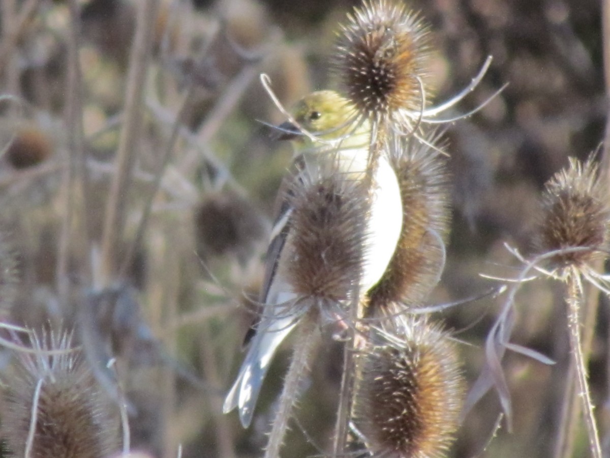 American Goldfinch - ML132024731