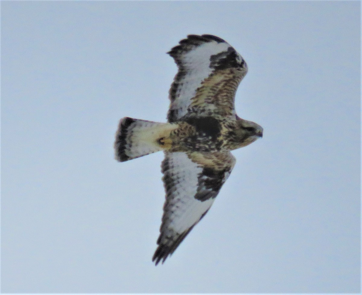 Rough-legged Hawk - ML132027761