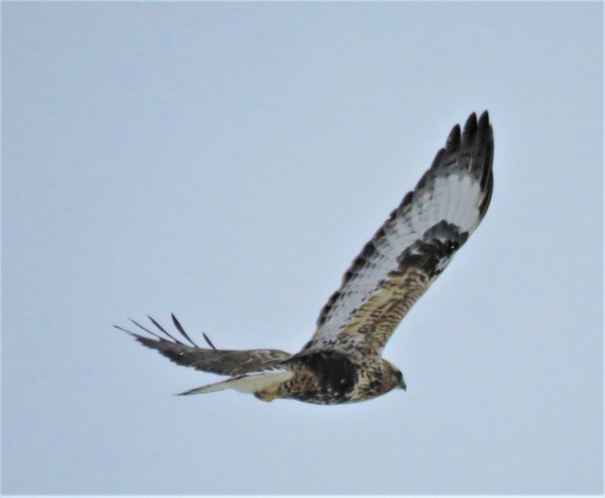 Rough-legged Hawk - ML132027811