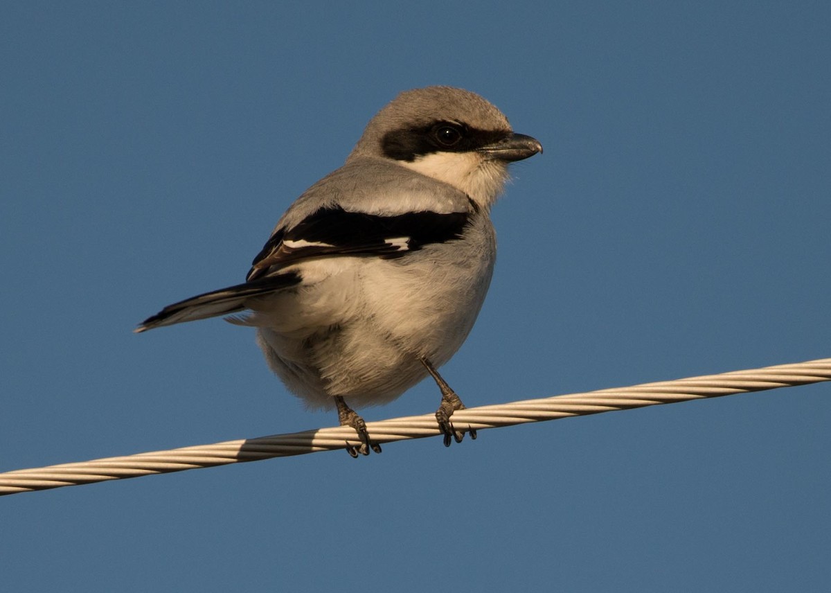 Loggerhead Shrike - Philip Reimers