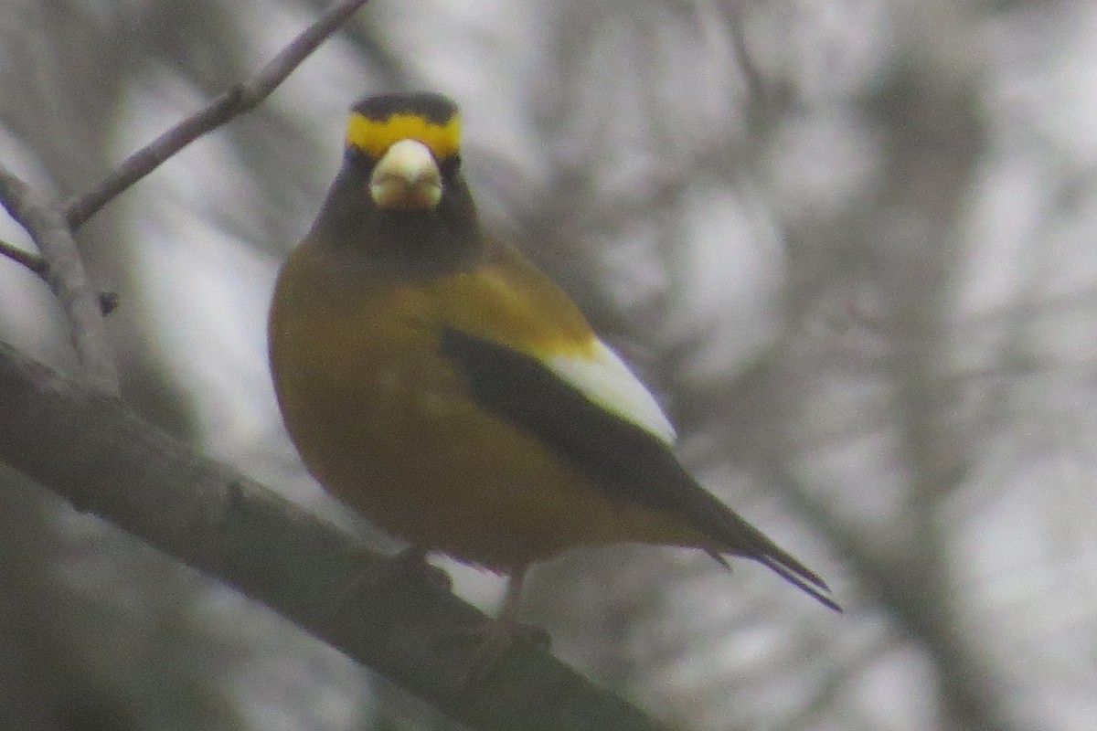 Evening Grosbeak - Anonymous