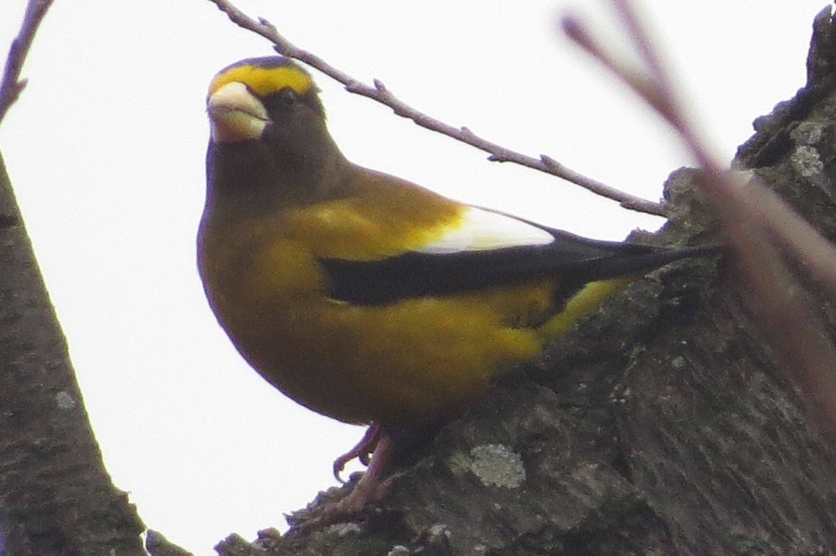 Evening Grosbeak - Anonymous