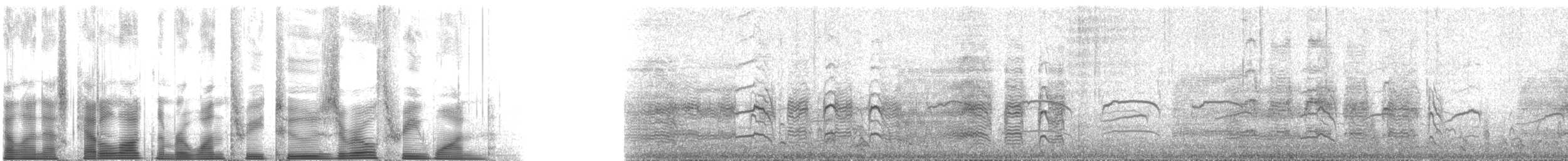 Качурка північна (підвид качурка північна) - ML132031