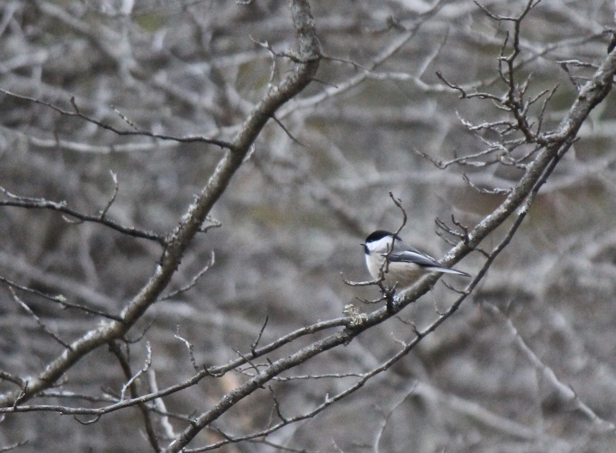 Black-capped Chickadee - ML132031791