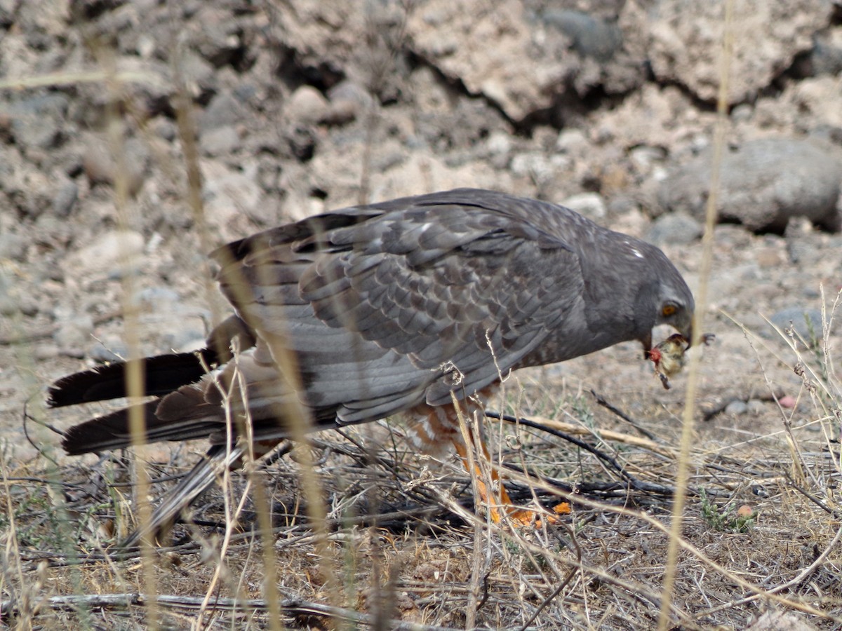 Cinereous Harrier - ML132031981