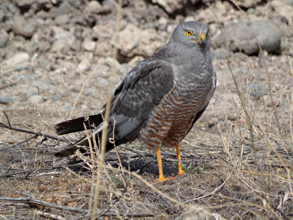 Cinereous Harrier - ML132032301